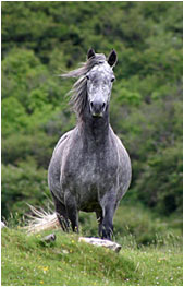 The Connemara pony has a short attractive head.